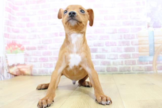 兵庫県のミニチュアピンシャー (Coo&RIKU姫路店/2024年12月6日生まれ/男の子/レッド)の子犬