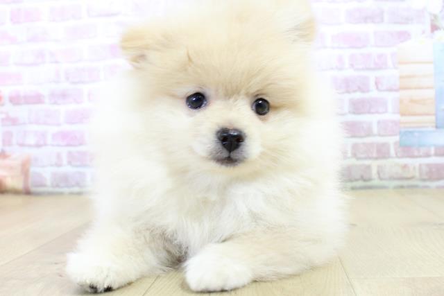 岩手県のポメラニアン (Coo&RIKU岩手盛岡店/2024年12月7日生まれ/女の子/クリーム)の子犬