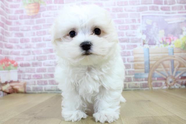 福島県のマルチーズ (Coo&RIKU郡山店/2024年12月7日生まれ/男の子/ホワイト)の子犬