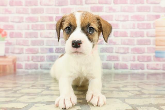 新潟県のジャックラッセルテリア (Coo&RIKU長岡店/2024年12月8日生まれ/女の子/ホワイトタン)の子犬
