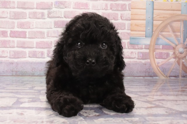 大阪府のトイプードル(トイ) (Coo&RIKU東大阪店/2024年12月7日生まれ/女の子/ブラック)の子犬