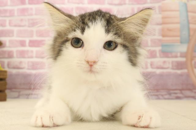 ノルウェージャン・フォレストキャット