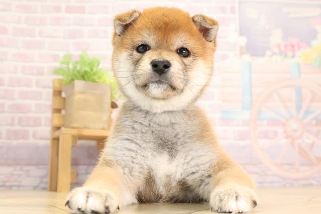 岐阜県の柴犬(標準サイズ) (Coo&RIKU各務原店/2024年12月6日生まれ/男の子/赤)の子犬