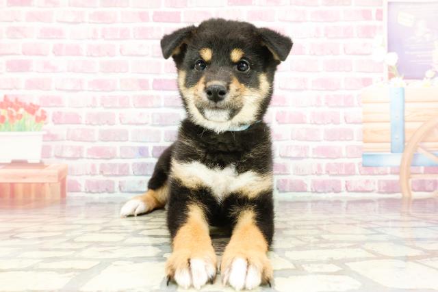 北海道の柴犬(標準サイズ) (Coo&RIKU岩見沢店/2024年12月2日生まれ/男の子/黒)の子犬