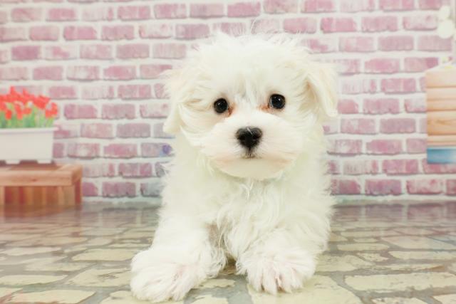 山梨県のマルチーズ (Coo&RIKU甲府昭和通り店/2024年12月3日生まれ/男の子/ホワイト)の子犬