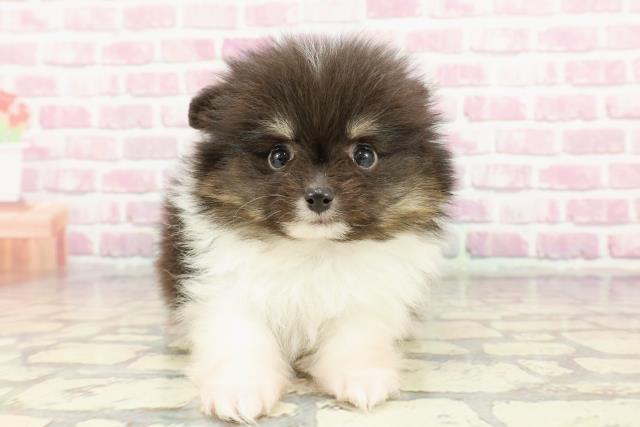 神奈川県のポメラニアン (Coo&RIKU日吉店/2024年12月9日生まれ/男の子/ブラックタンホワイト)の子犬