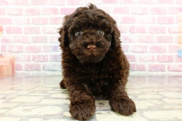 千葉県のトイプードル(トイ) (Coo&RIKU木更津店/2024年12月9日生まれ/男の子/ブラウン)の子犬
