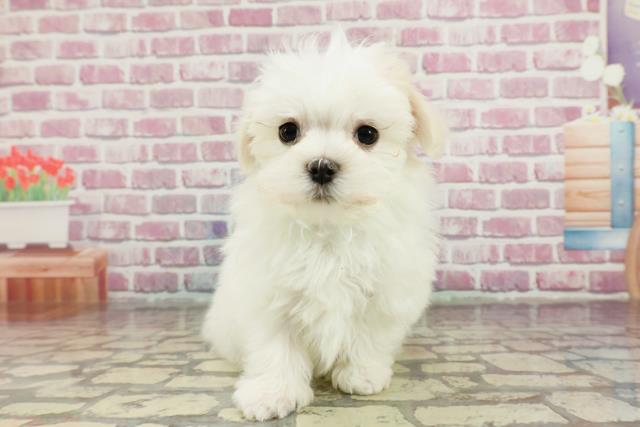 群馬県のマルチーズ (Coo&RIKU藤岡店/2024年12月10日生まれ/男の子/ホワイト)の子犬