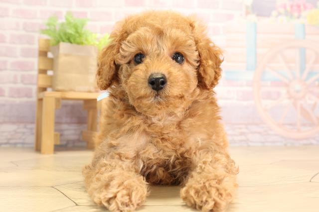 静岡県のミニチュアプードル (Coo&RIKU藤枝店/2024年12月6日生まれ/男の子/レッド)の子犬