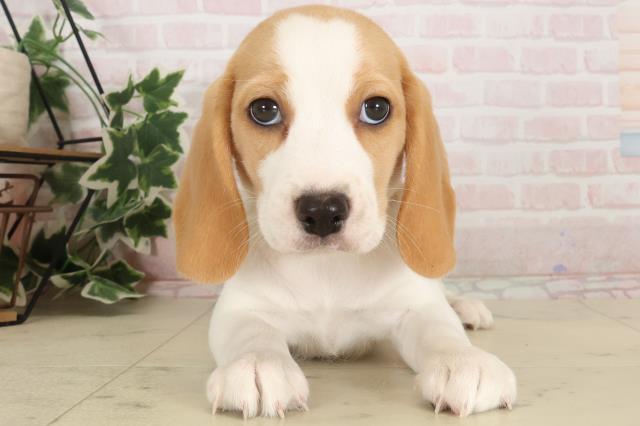 ビーグルの子犬（オス♂） 大牟田店｜ペットショップCoo＆RIKU