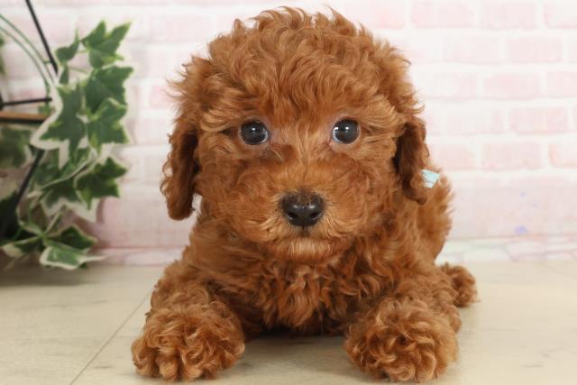 熊本県のトイプードル(トイ) (Coo&RIKUカリーノ玉名店/2024年12月9日生まれ/男の子/レッド)の子犬