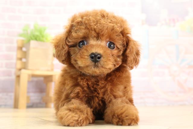静岡県のトイプードル(トイ) (Coo&RIKU沼津店/2024年12月8日生まれ/男の子/レッドフォーン)の子犬