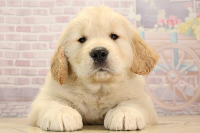 ゴールデン・レトリバーの子犬（オス♂） 静岡SBS通り店｜ペット