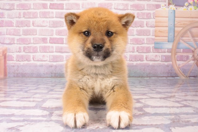 京都府の柴犬(標準サイズ) (Coo&RIKU京都店/2024年12月11日生まれ/男の子/赤)の子犬