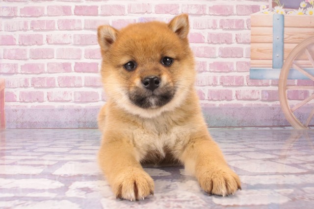 兵庫県の柴犬(標準サイズ) (Coo&RIKU丹波店/2024年12月11日生まれ/女の子/赤)の子犬