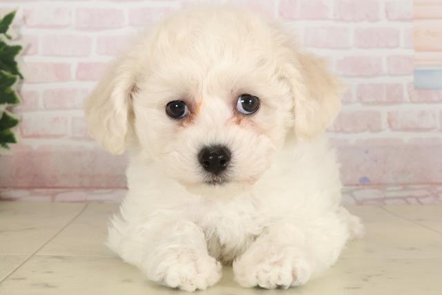 広島県のビションフリーゼ (Coo&RIKU福山店/2024年12月15日生まれ/女の子/ホワイト)の子犬