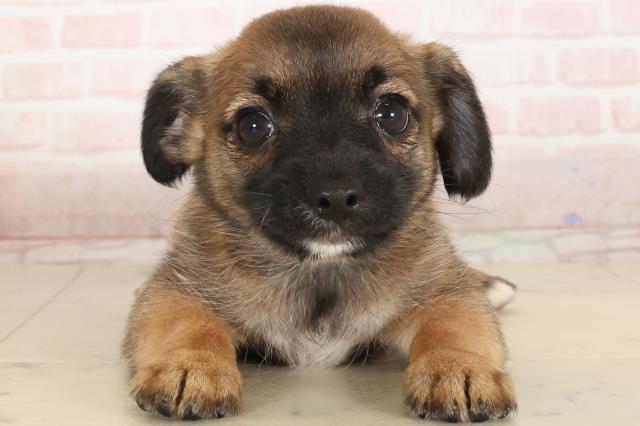 高知県のハーフ犬・ミックス犬 (Coo&RIKU高知御座店/2024年12月7日生まれ/男の子/レッド)の子犬