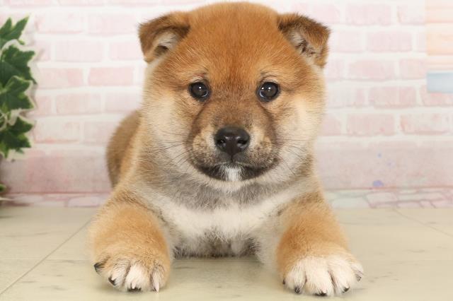 柴犬