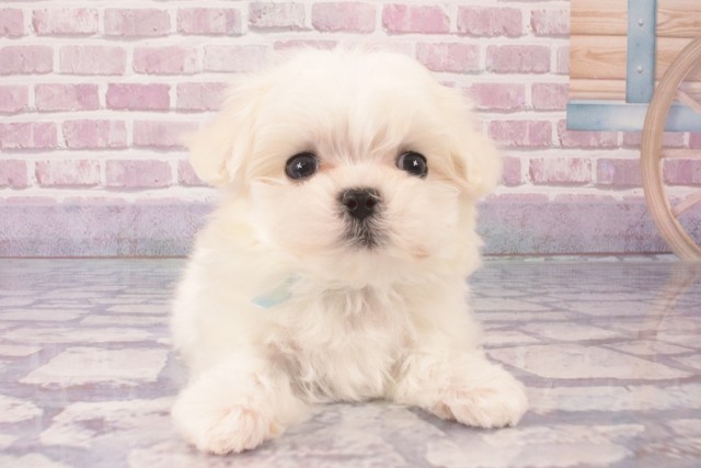 京都府のマルチーズ (Coo&RIKU京都店/2024年12月13日生まれ/男の子/ホワイト)の子犬