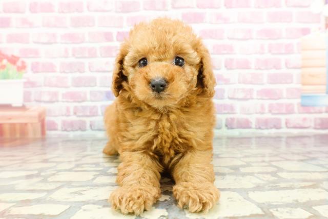 神奈川県のトイプードル(トイ) (Coo&RIKU日吉店/2024年12月15日生まれ/女の子/レッド)の子犬