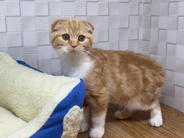 ワンちゃん・ネコちゃん(子犬・子猫)検索結果 | ペットショップ ワンちゃん・ネコちゃん(子犬・子猫)検索結果 | ペットショップ