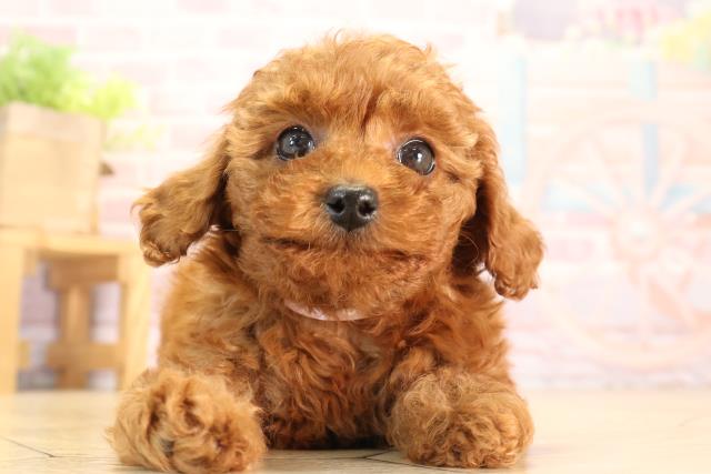 岐阜県のトイプードル(トイ) (Coo&RIKU各務原店/2024年12月10日生まれ/女の子/レッド)の子犬