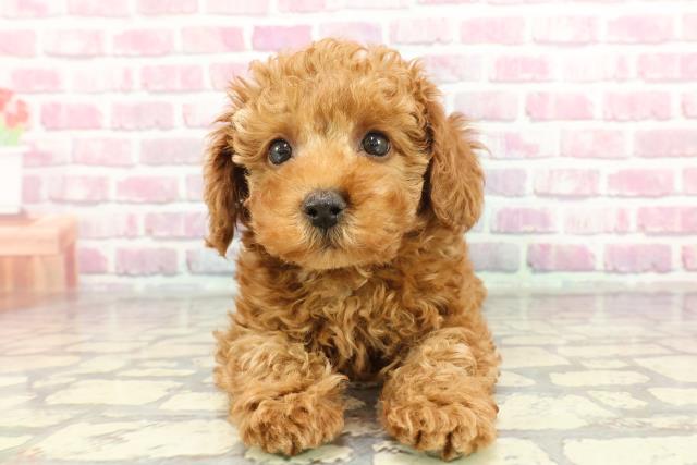 千葉県のトイプードル(トイ) (Coo&RIKU八街店/2024年12月15日生まれ/男の子/レッド)の子犬
