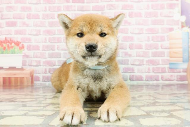 北海道の柴犬(標準サイズ) (Coo&RIKU札幌東店/2024年12月13日生まれ/男の子/赤)の子犬