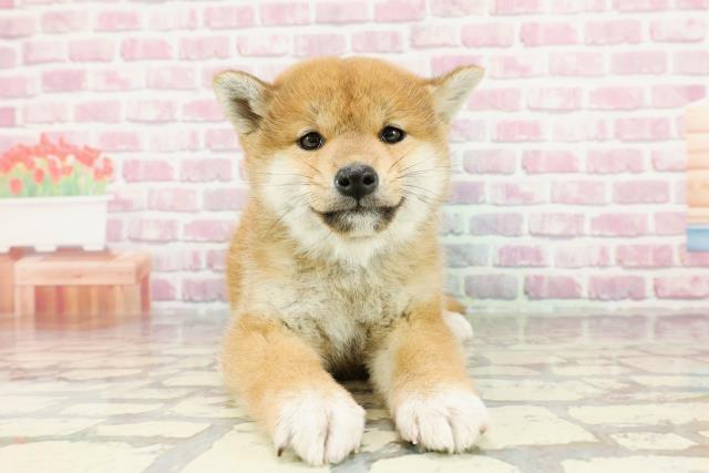 柴犬