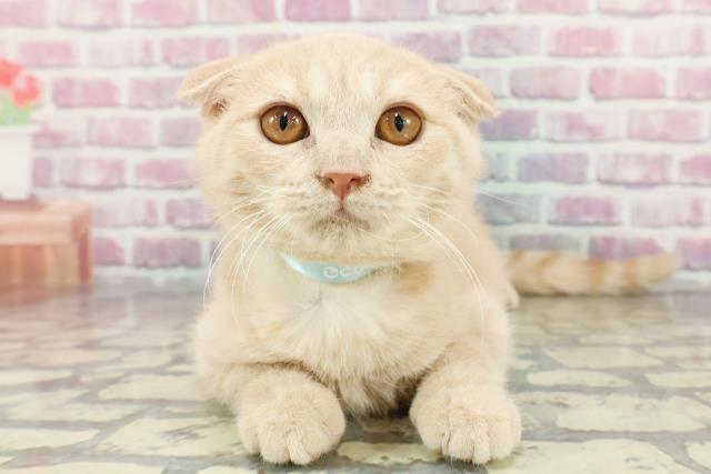 ワンちゃん・ネコちゃん(子犬・子猫)検索結果 | ペットショップ
