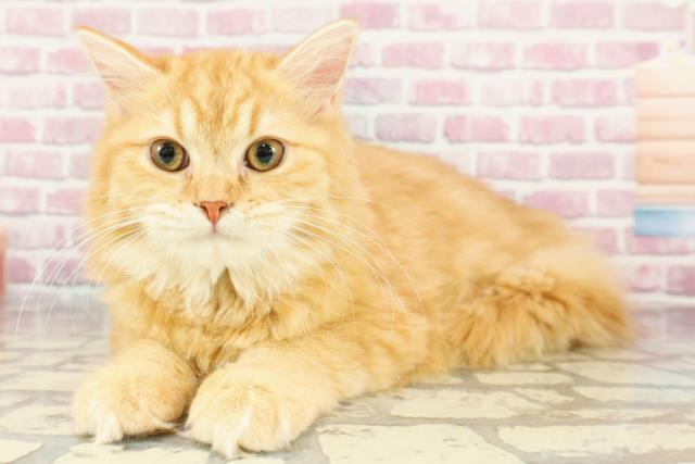サイベリアンの子猫（オス♂） 岩見沢店｜ペットショップCoo＆RIKU