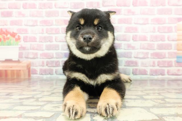 柴犬