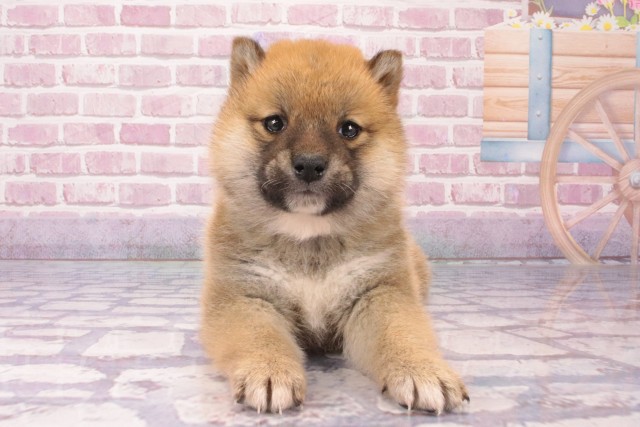沖縄県の柴犬(標準サイズ) (Coo&RIKU沖縄浦添店/2024年12月14日生まれ/女の子/赤)の子犬