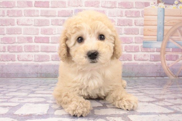 京都府のトイプードル(トイ) (Coo&RIKU京都店/2024年12月15日生まれ/女の子/ペールフォーン)の子犬