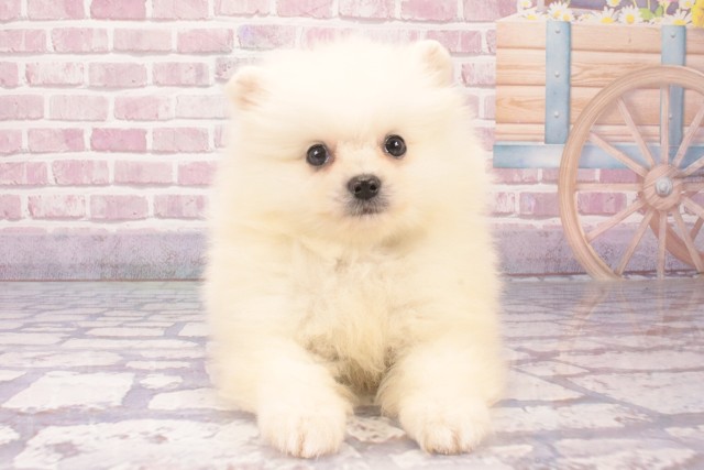 京都府のポメラニアン (Coo&RIKU京都店/2024年12月14日生まれ/男の子/クリーム)の子犬