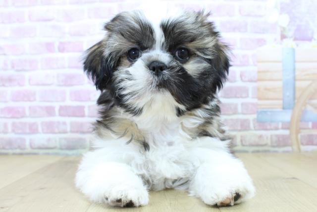 宮城県のシーズー (Coo&RIKU仙台太白店/2024年12月16日生まれ/男の子/ゴールドホワイト)の子犬