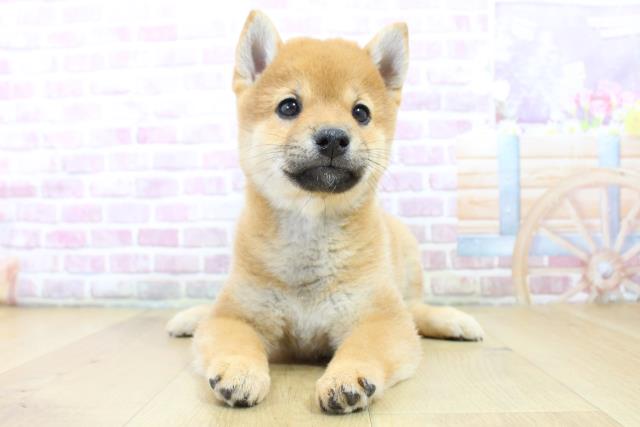 宮城県の柴犬(標準サイズ) (Coo&RIKUイオンタウン古川店/2024年12月18日生まれ/女の子/赤)の子犬