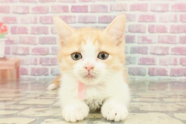 神奈川県のマンチカン (Coo&RIKU長津田店/2024年12月21日生まれ/女の子/レッドホワイト)の子猫