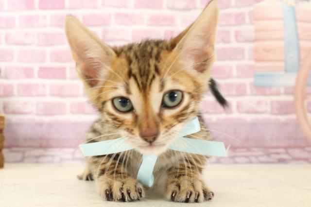 トイガーの子猫（オス♂） 福岡東店｜ペットショップCoo＆RIKU