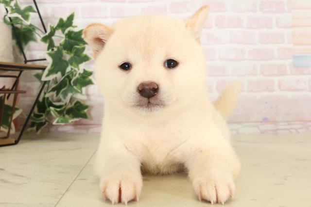 柴犬