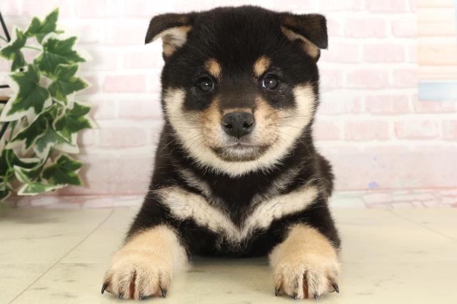 広島県の柴犬(標準サイズ) (Coo&RIKU福山店/2024年12月20日生まれ/女の子/黒)の子犬
