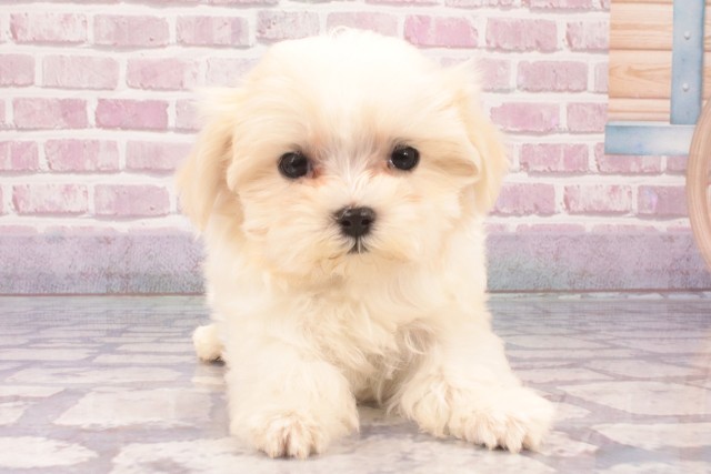 大阪府のマルチーズ (Coo&RIKU東大阪店/2024年12月21日生まれ/男の子/ホワイト)の子犬