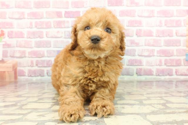 秋田県のトイプードル(トイ) (Coo&RIKU秋田店/2024年12月22日生まれ/女の子/アプリコット)の子犬