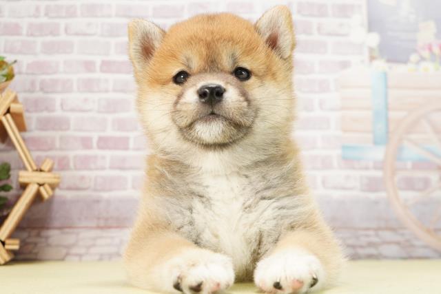 岐阜県の柴犬(標準サイズ) (Coo&RIKU各務原店/2024年12月22日生まれ/男の子/赤)の子犬