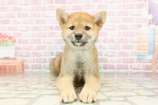 栃木県の柴犬(標準サイズ) (Coo&RIKU宇都宮店/2024年12月22日生まれ/男の子/赤)の子犬