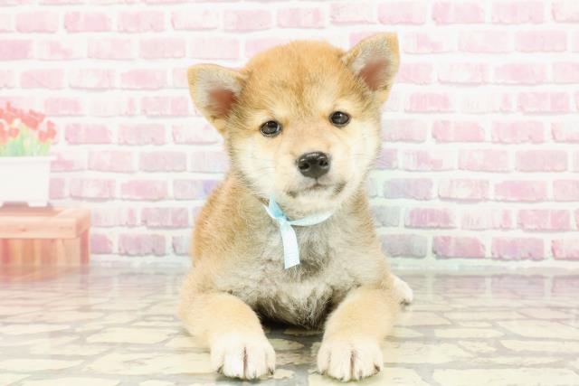 長野県の柴犬(標準サイズ) (Coo&RIKU長野店/2024年12月22日生まれ/男の子/赤)の子犬