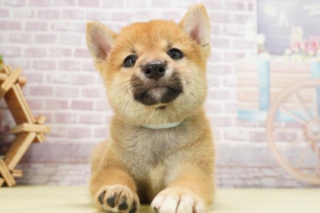 静岡県の柴犬(標準サイズ) (Coo&RIKU藤枝店/2024年7月23日生まれ/男の子/赤)の子犬