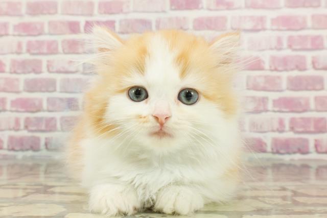 神奈川県のマンチカン (Coo&RIKU日吉店/2024年12月20日生まれ/男の子/レッドタビーホワイト)の子猫