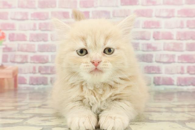 神奈川県のサイベリアン (Coo&RIKUパウ川崎店/2024年12月22日生まれ/男の子/クリームタビー)の子猫