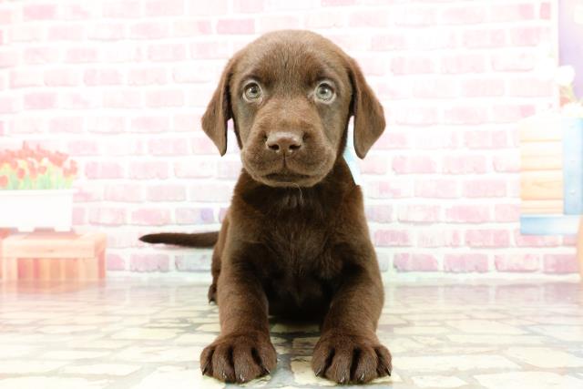 ラブラドール・レトリバーの子犬(オス♂) 足立本店|ペット ラブラドール・レトリバーの子犬(オス♂) 足立本店|ペット